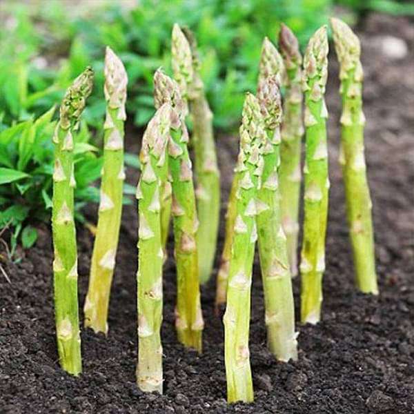 Asparagus – Small (2 Doz) - alt 2