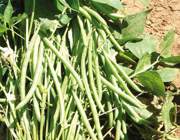 Green Beans – Regular - alt 2
