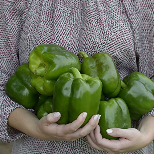 Bell Pepper – Jumbo