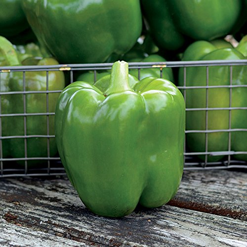 Bell Pepper – Jumbo - alt 1