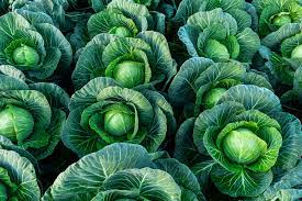 Cabbage – Green Carton - alt 1