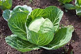 Cabbage – Green Carton - alt 2