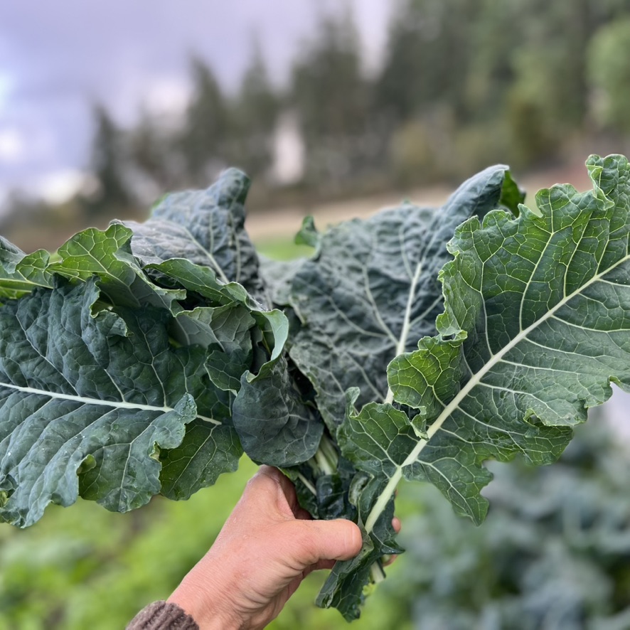 Greens – Kale - alt 1