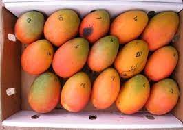 Mangos – Yellow (7 Ct) - alt 2