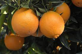Oranges – Navel - alt 1